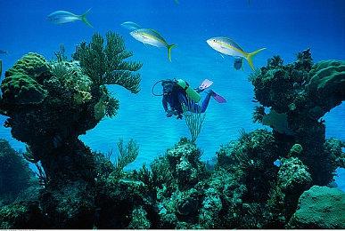 可联机？《宝可梦传说Z-A》或首次加入线上多人模式